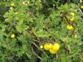Solanum linnaeanum